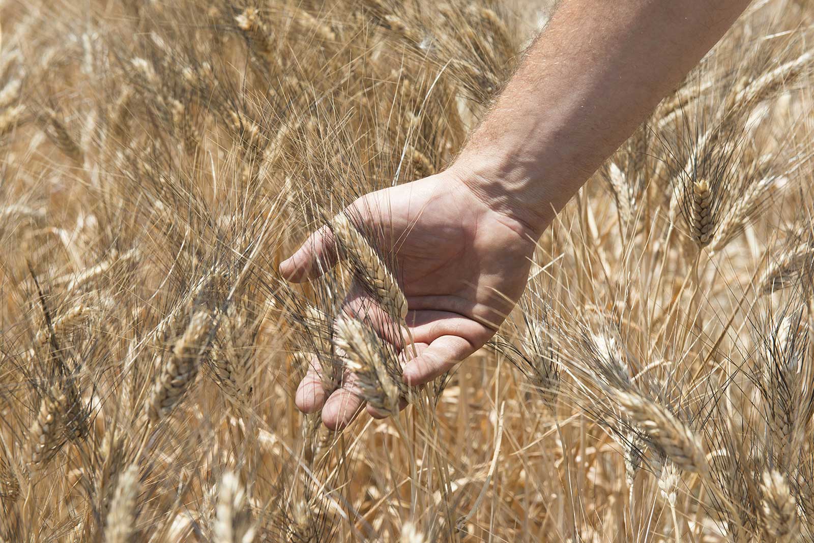 Aurora Cereali Italiani - Cereali e Legumi 100% Made in Italy